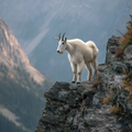 Mountain Goat on Cliff - Diamond Painting