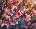 Peach Blossoms - Diamond Painting