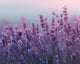 Lavender - Diamond Painting