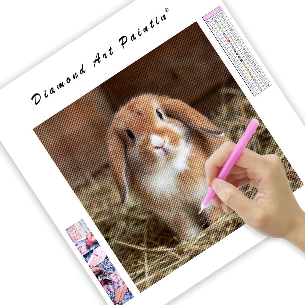 Holland Lop Bunny - Diamond Painting