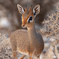 Dik-dik Antelope - Diamond Painting