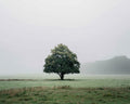 Single Tree in Mist - Diamond Painting