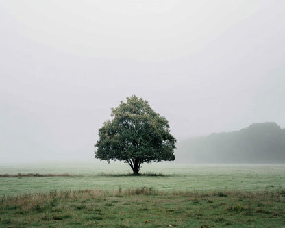 Single Tree in Mist - Diamond Painting