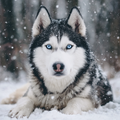 Husky in Snow - Diamond Painting