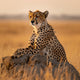 Cheetah Gaze - Diamond Painting