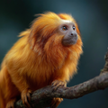 Golden Lion Tamarin - Diamond Painting