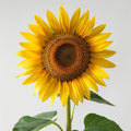 Sunflower Radiance - Diamond Painting