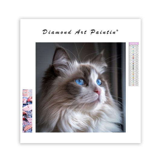 Ragdoll Blue Eyes - Diamond Painting