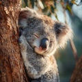 Koala Hugging Tree - Diamond Painting
